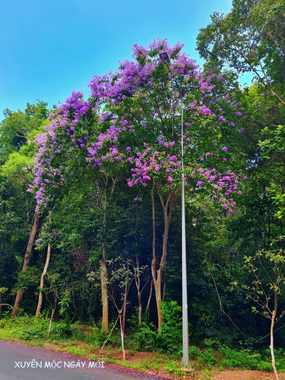 Màu tím nổi bậc của hoa bằng lăng tím Bưng Riềng trên nền rừng xanh thẫm Màu tím nổi bậc của hoa bằng lăng tím Bưng Riềng trên nền rừng xanh thẫm