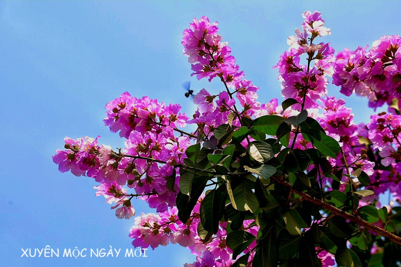 Hoa bằng lăng tím Bưng Riềng thu hút ong bướm bay đến Hoa bằng lăng tím Bưng Riềng thu hút ong bướm bay đến