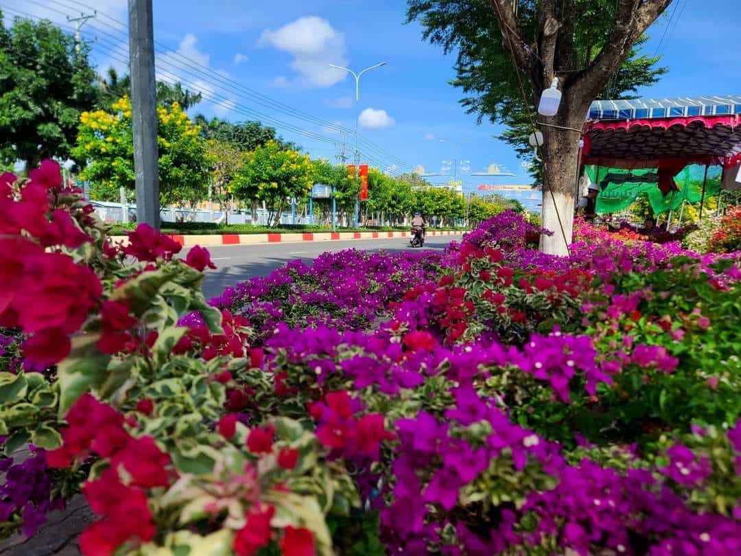 Một góc hoa giấy trong chợ hoa Tết Xuyên Mộc Một góc hoa giấy trong chợ hoa Tết Xuyên Mộc