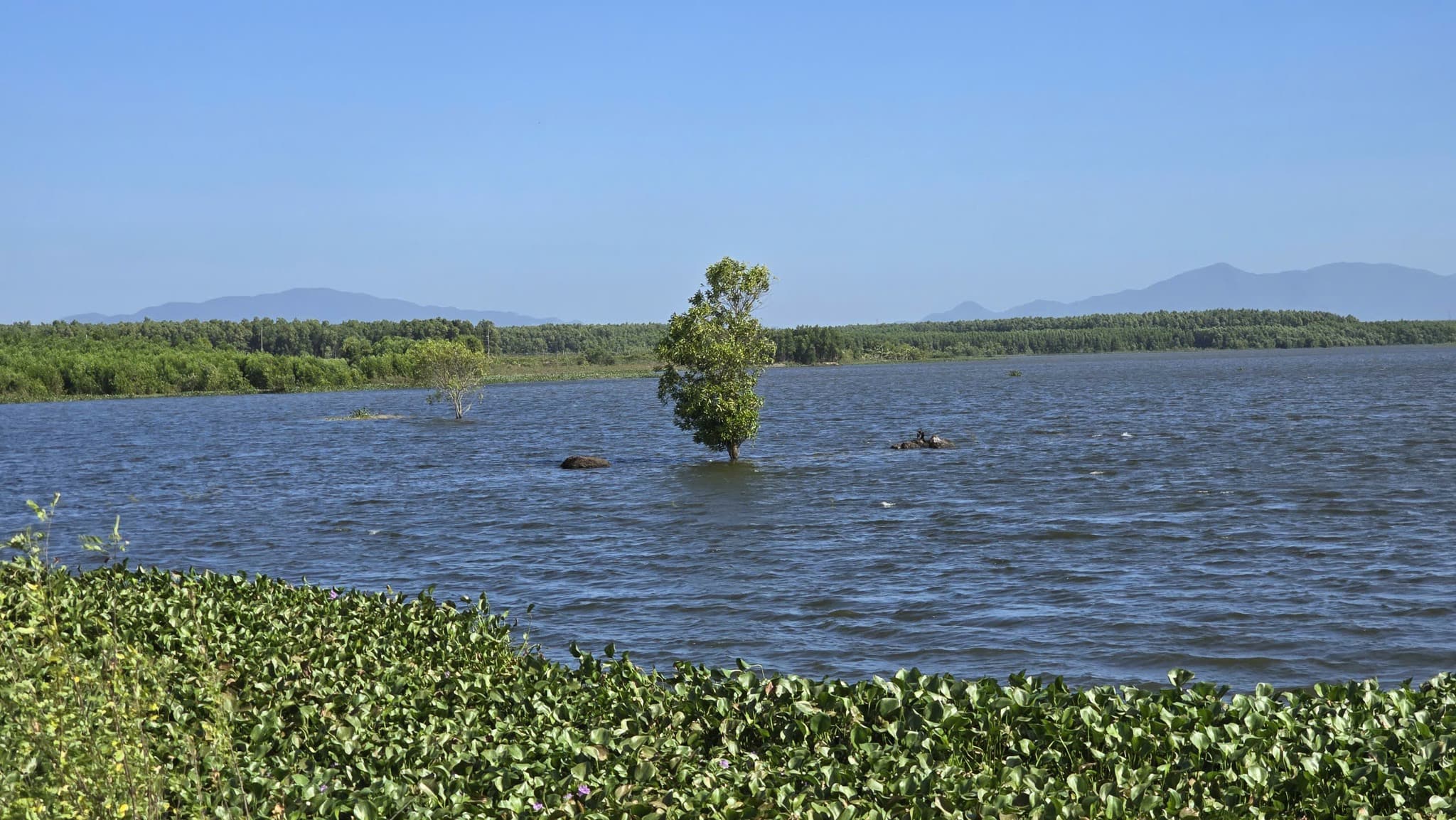 Trên Hồ Sông Hỏa có nhiều lục bình tạo thành một mảng xanh biếc rất đẹp Trên Hồ Sông Hỏa có nhiều lục bình tạo thành một mảng xanh biếc rất đẹp