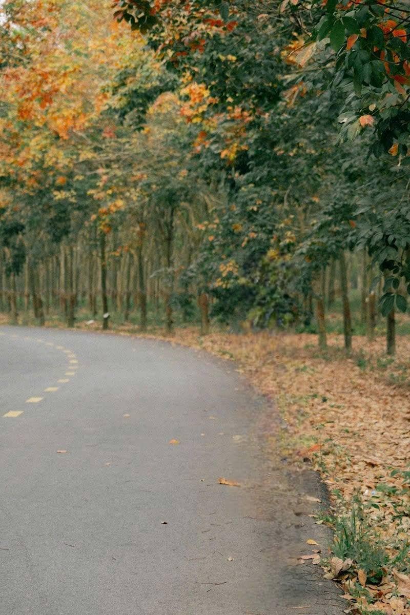 rừng cao su Xuyên Mộc thay lá rừng cao su Xuyên Mộc thay lá