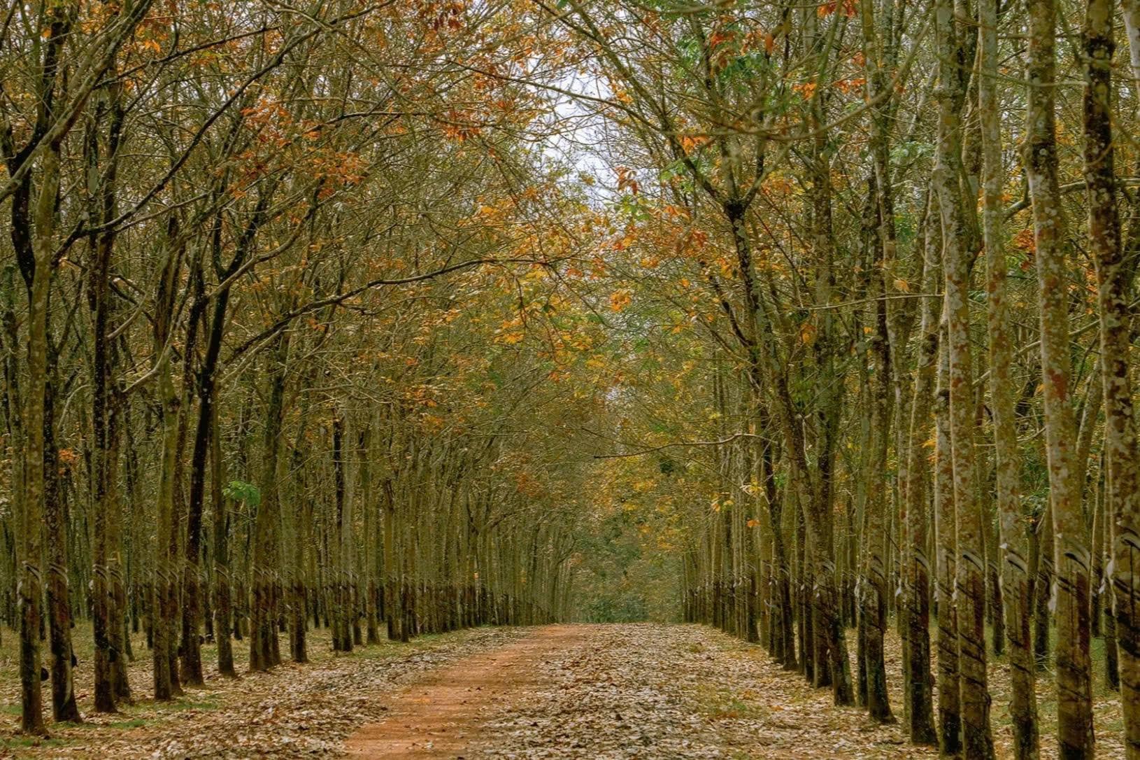 rừng cao su Xuyên Mộc thay lá rừng cao su Xuyên Mộc thay lá