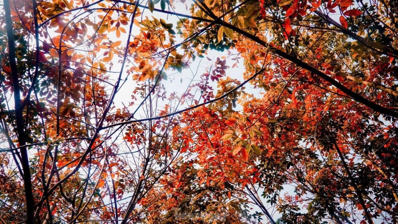 rừng cao su Xuyên Mộc thay lá rừng cao su Xuyên Mộc thay lá