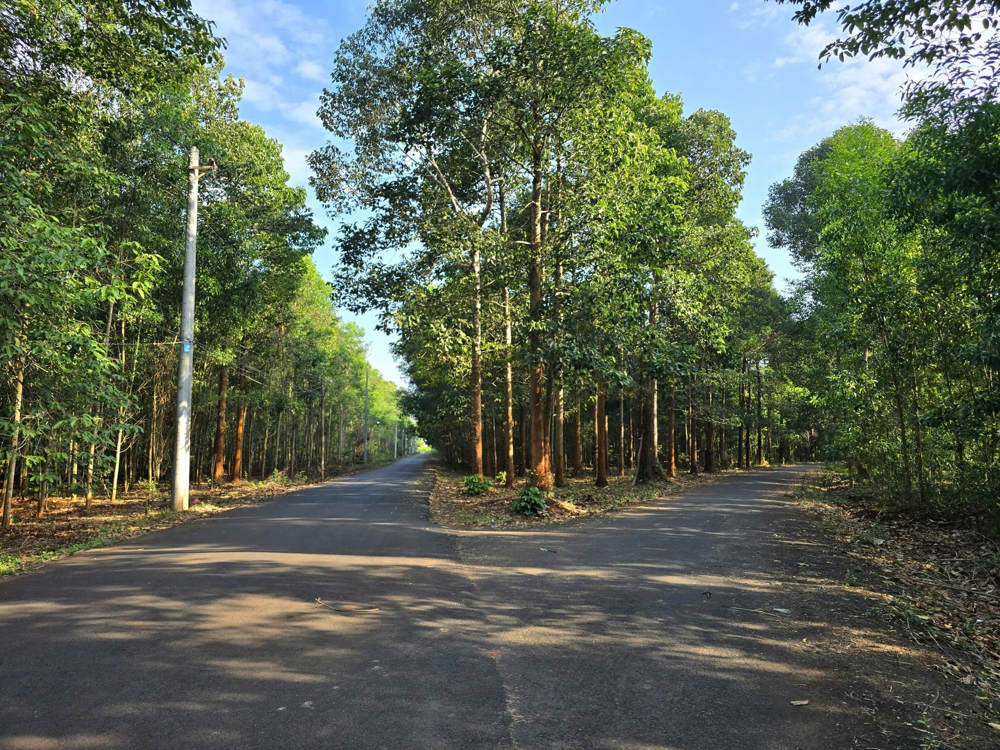 Rừng cây dầu ấp Trang Định tỏa bóng mát làm dịu lòng người Rừng cây dầu ấp Trang Định tỏa bóng mát làm dịu lòng người