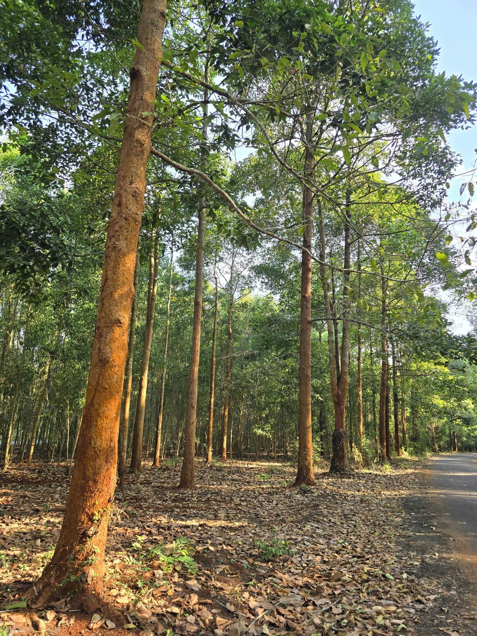 Rừng cây dầu ấp Trang Định được trồng thẳng tấp thật đẹp Rừng cây dầu ấp Trang Định được trồng thẳng tấp thật đẹp