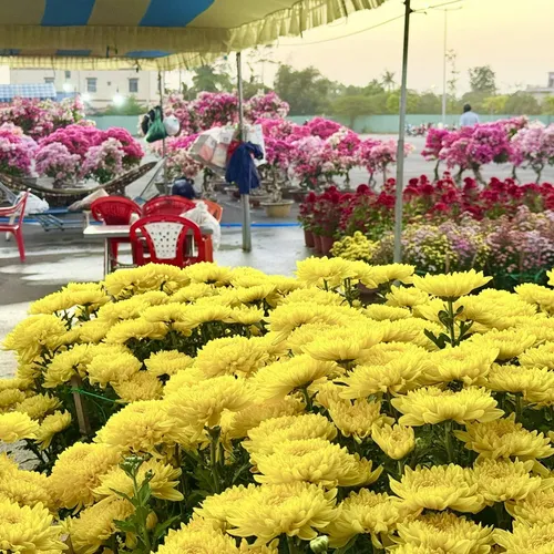 Chợ hoa xuân Xuyên Mộc 2026