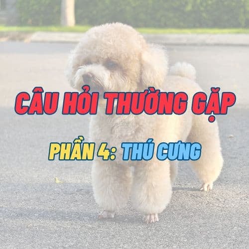 FAQ - Chính sách thú cưng | Villa Coastar Hồ Tràm