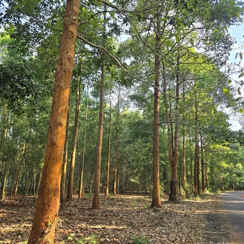 Rừng cây dầu xanh mát ở ấp Trang Định - Xuyên Mộc
