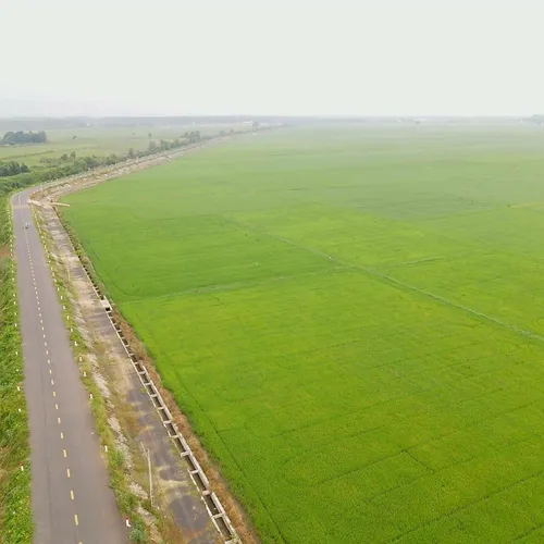 Xuyên Mộc vào vụ lúa đẹp ngỡ ngàng