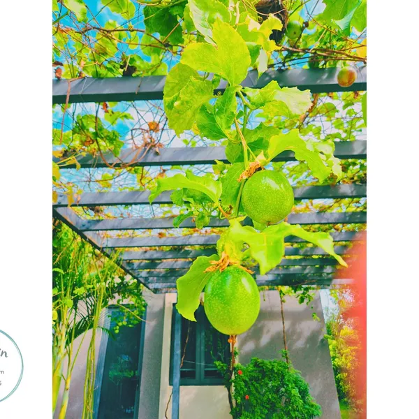 Villa Coastar Hồ Tràm - Căn 115