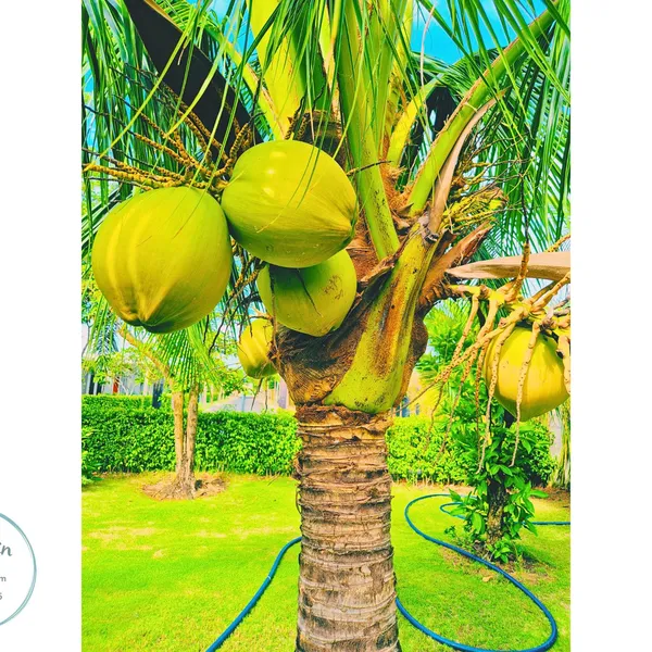 Villa Coastar Hồ Tràm - Căn 115