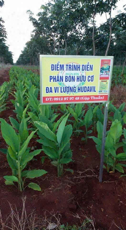 Khu trồng nghệ để chế biến thành tinh bộ nghệ mật ong đặc sản Xuyên Mộc Khu trồng nghệ để chế biến thành tinh bộ nghệ mật ong đặc sản Xuyên Mộc