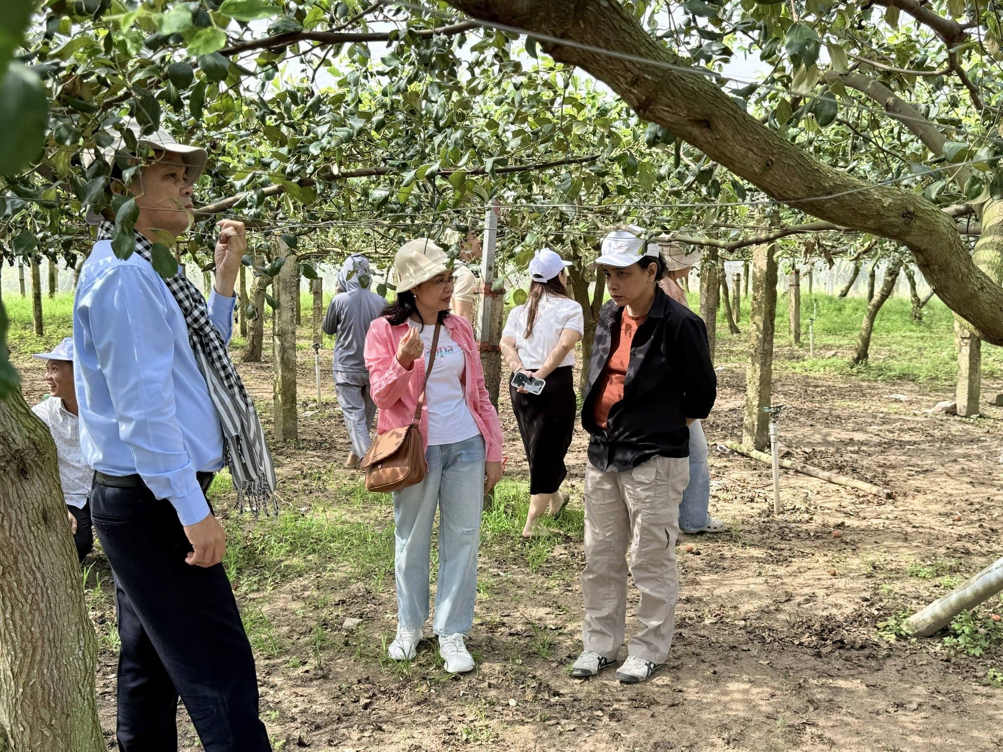 Tham quan vườn táo tại Xuyên Mộc Tham quan vườn táo tại Xuyên Mộc