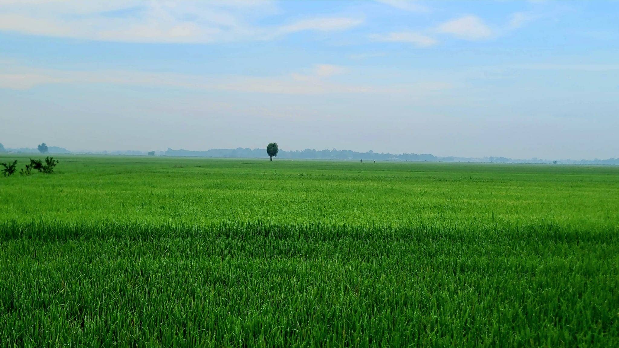 Xuyên Mộc vào vụ lúa xanh mướt Xuyên Mộc vào vụ lúa xanh mướt