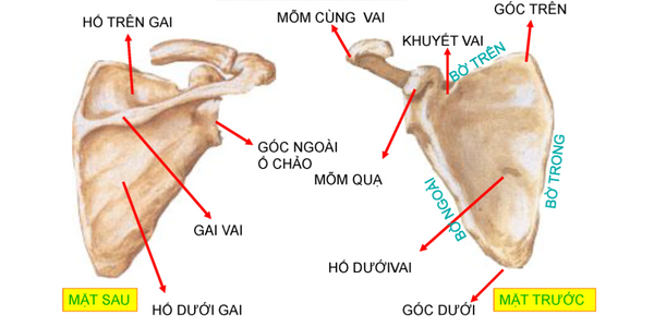 Tổng quan về giải phẫu xương bả vai