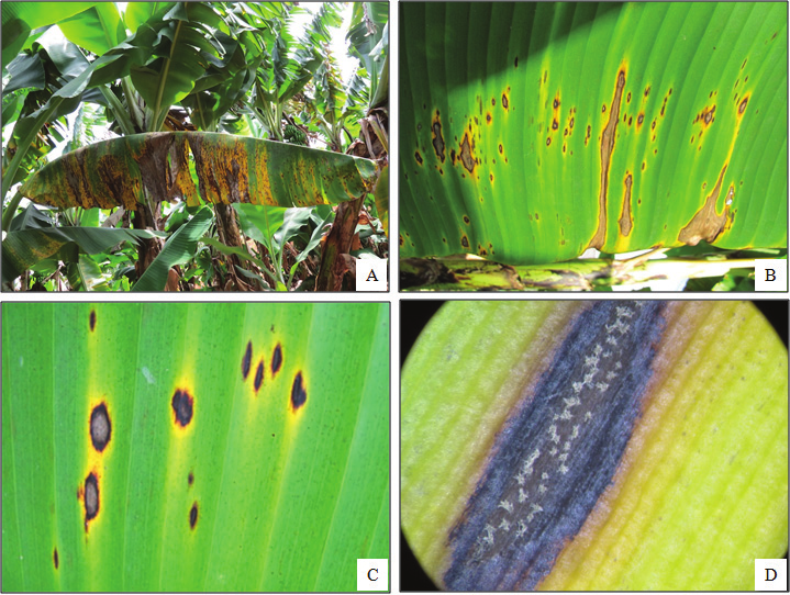 Bệnh nấm Sigatoka ở cây chuối Bệnh nấm Sigatoka ở cây chuối