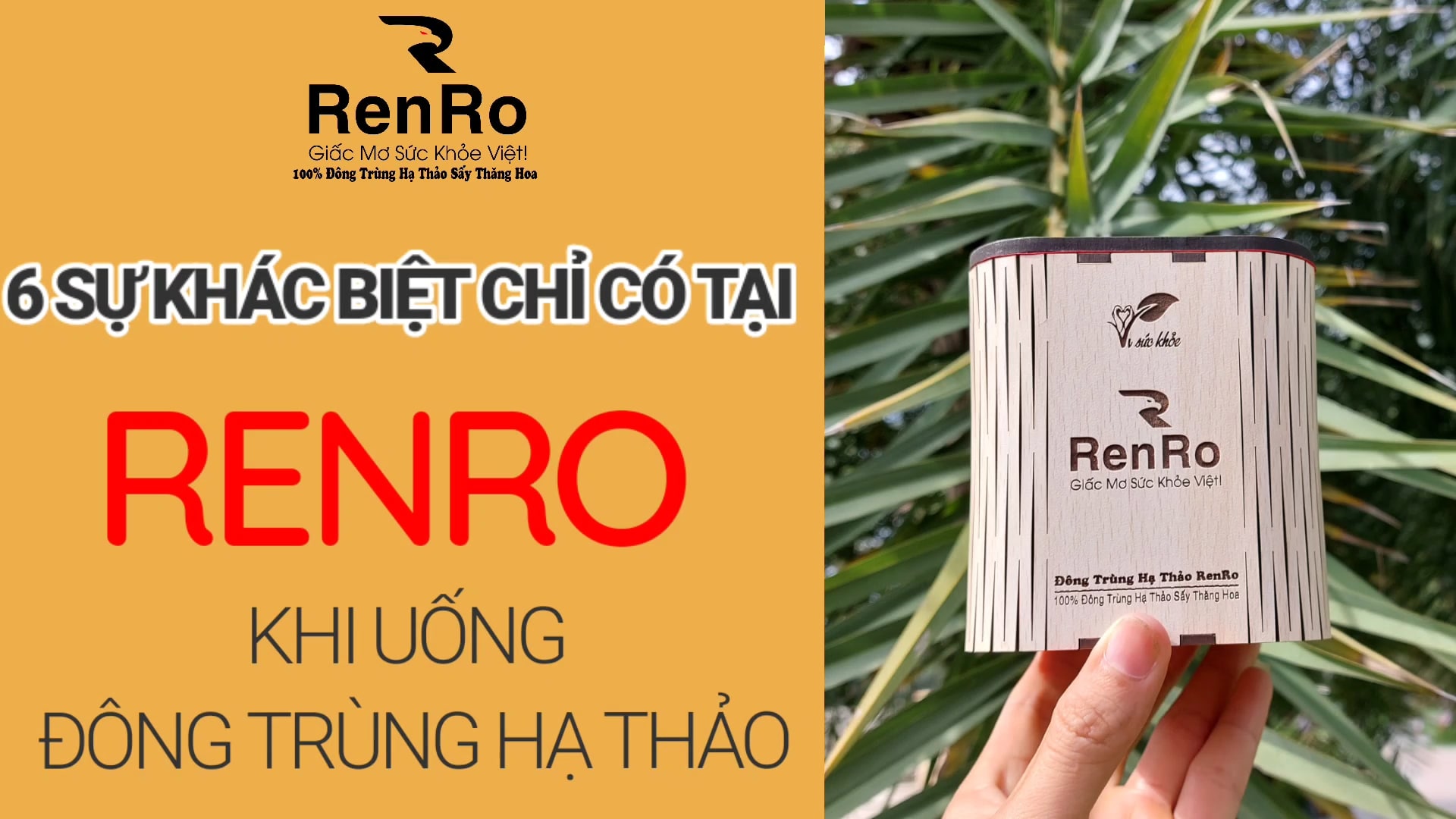 6 sự khác biệt về dược tính của đông trùng hạ thảo RenRo 6 sự khác biệt về dược tính của đông trùng hạ thảo RenRo