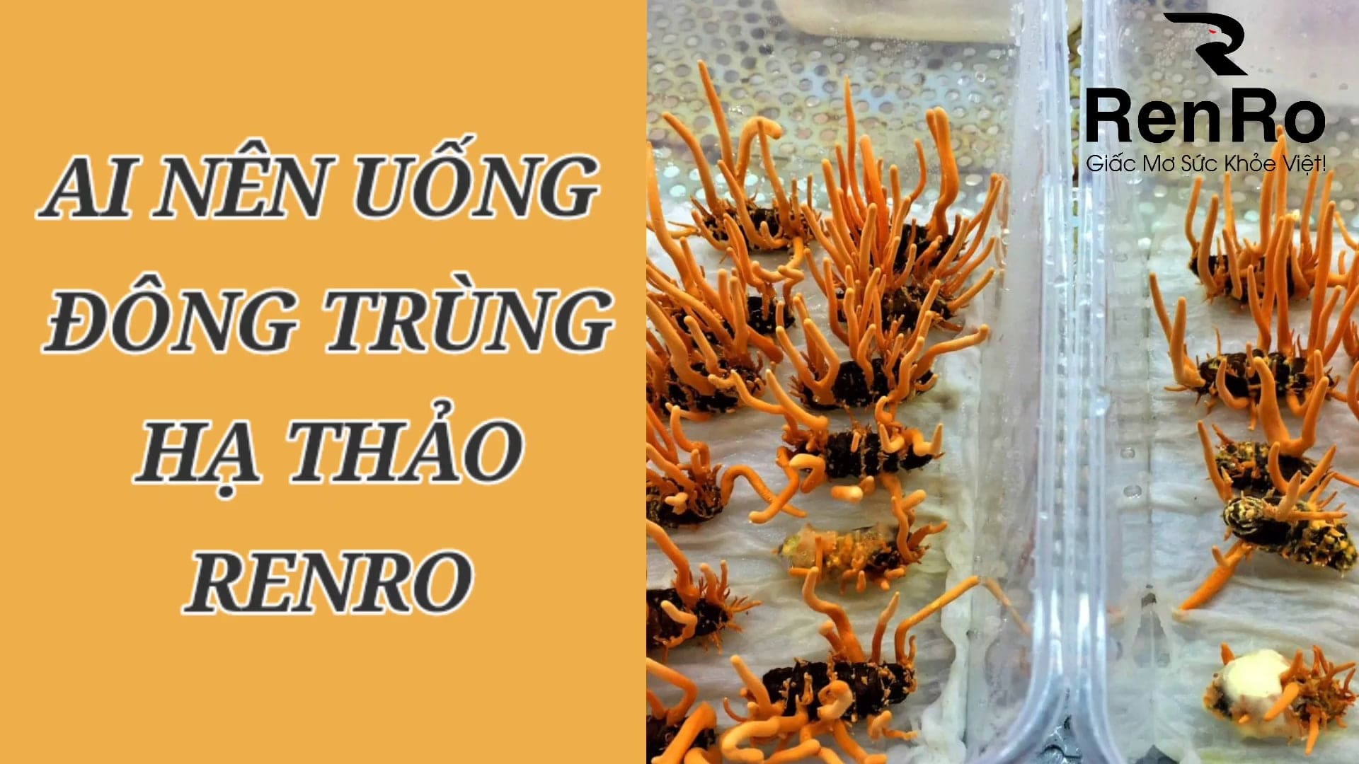 Ai nên uống đông trùng hạ thảo RenRo Ai nên uống đông trùng hạ thảo RenRo