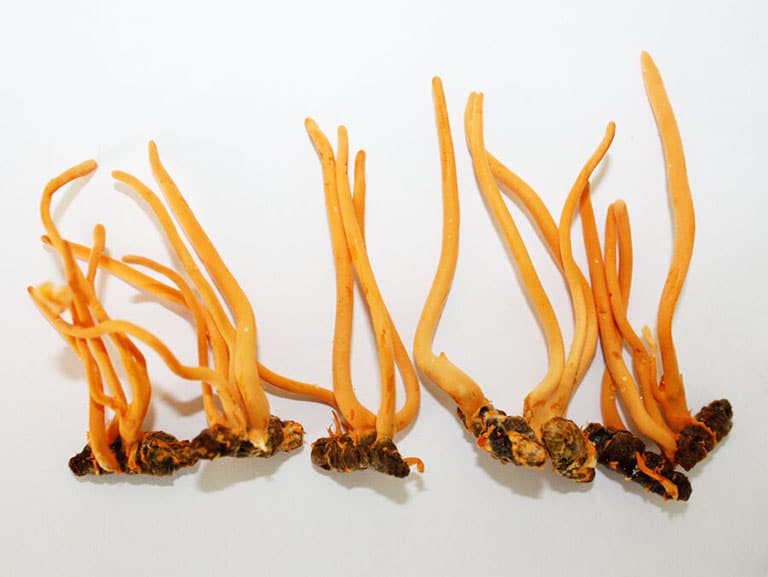 Đông trùng hạ thảo hữu cơ nhộng tằm RenRo Đông trùng hạ thảo hữu cơ nhộng tằm RenRo