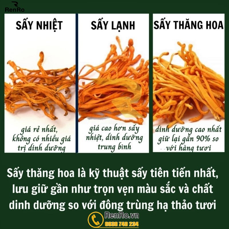 Ưu điểm đông trùng hạ thảo sấy thăng hoa Ưu điểm đông trùng hạ thảo sấy thăng hoa