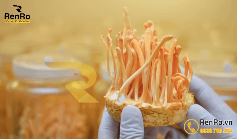 Đông trùng hạ thảo quả thế sấy khô nuôi trên giá thê Đông trùng hạ thảo quả thế sấy khô nuôi trên giá thê