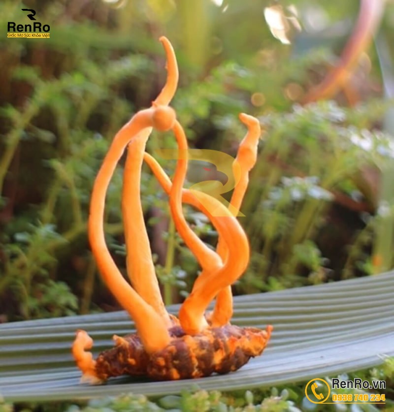 Đông trùng hạ thảo quả thể sấy khô nhộng tằm Đông trùng hạ thảo quả thể sấy khô nhộng tằm