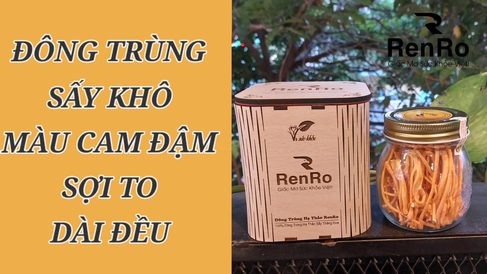 Đông trùng hạ thảo sấy khô renro màu cam đậm sợi dài to Đông trùng hạ thảo sấy khô renro màu cam đậm sợi dài to
