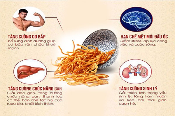 Đông trùng hạ thảo tăng ham muốn ở nam giới Đông trùng hạ thảo tăng ham muốn ở nam giới