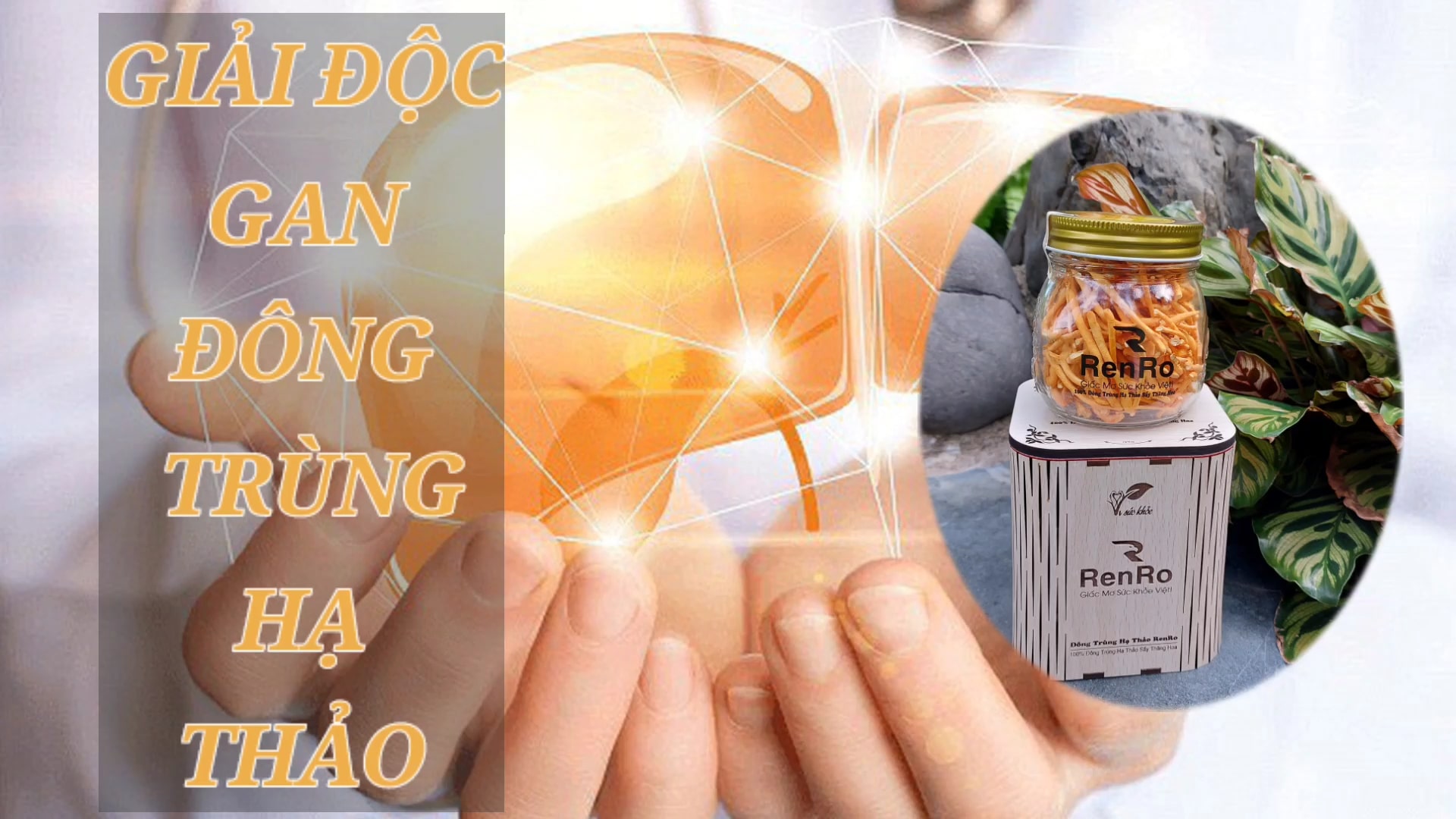 Giải độc gan bằng đông trùng hạ thảo RenRo Giải độc gan bằng đông trùng hạ thảo RenRo