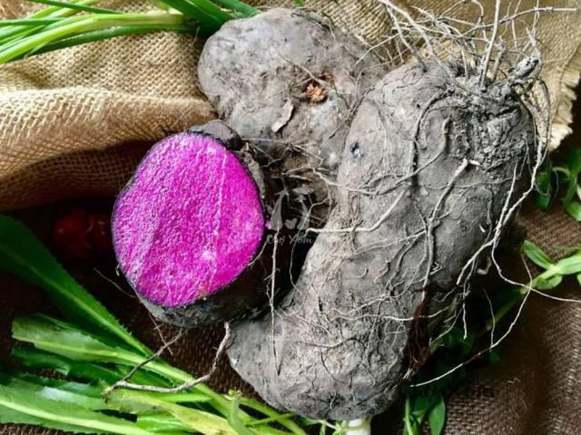 Khoai mỡ nuôi dưỡng dạ dày cũng cố lá lách Khoai mỡ nuôi dưỡng dạ dày cũng cố lá lách