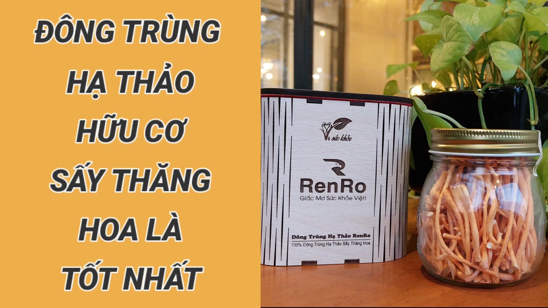 Nên mua đông trùng hạ thảo loại nào Nên mua đông trùng hạ thảo loại nào