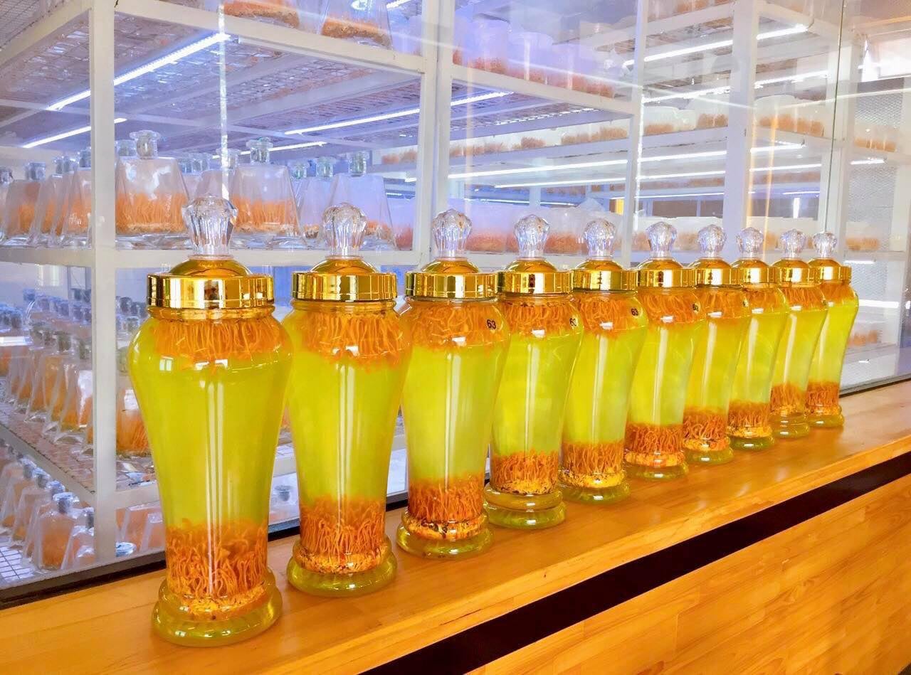 Đông trùng hạ thảo renro ngâm rượu Đông trùng hạ thảo renro ngâm rượu