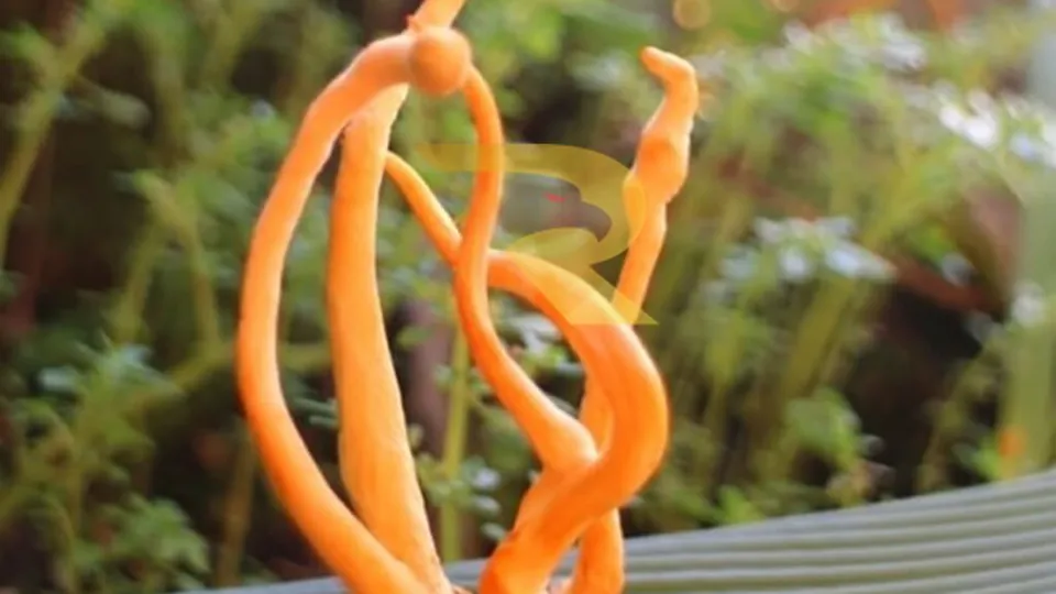 Đông trùng hạ thảo quả thể sấy khô là gì? Loại sấy khô nào tốt nhất