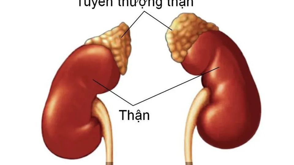 Suy thận ảnh hưởng thế nào đến sinh lý nam giới