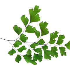 Ứng dụng từ Cây dương xỉ Maidenhair theo Y học cổ truyền và hiện đại