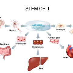 About Stem cell therapy 