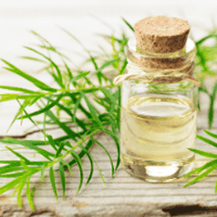 Tea tree oil -- A Magic Oil