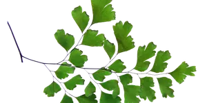 Ứng dụng từ Cây dương xỉ Maidenhair theo Y học cổ truyền và hiện đại