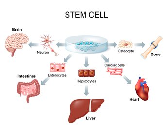 Liệu pháp Tế bào gốc
