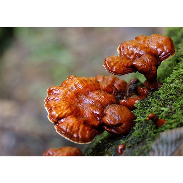 Nấm Linh Chi Gói 500g