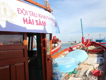 'Thần dược' vú nàng khiến nam giới mê mẩn, săn lùng...thần dược biển khơi.