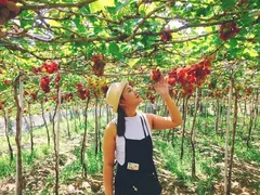 Kinh Nghiệm Du Lịch Ninh Thuận Tự Túc