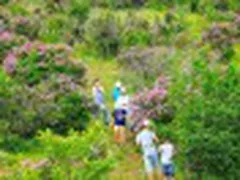 Du Lịch Hè Ngắm Sắc Tím Bằng Lăng Phủ Kín Núi Tàu Tuy Phong Bình Thuận