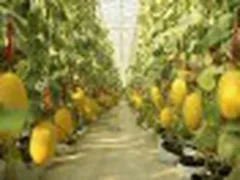 Trang Trại Bình An Khu Nông Nghiệp Công Nghệ Cao Tại Bình Thuận