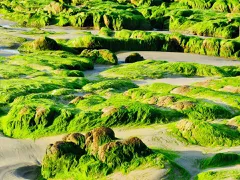 Nét Đẹp Hoang Sơ Bãi Rêu Làng Chài Cạnh Khu Du Lịch Bàu Trắng Mũi Né