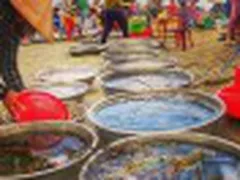 Kinh Nghiệm Mua Đồ Biển Tại Chợ Hải Sản Làng Chài Mũi Né