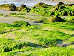 Mùa Rêu Biển Cổ Thạch Bình Thuận