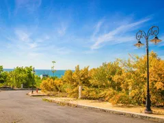 Rừng Hoa Keo Lá Tràm Mũi Né