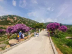 Cung Đường Bằng Lăng Tím Ven Biển Ninh Thuận - Điểm Du Lịch Hè HOT Nhất Phan Rang