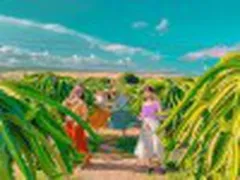 Check-in Vườn Thanh Long Bàu Trắng Mũi Né Bình Thuận